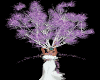 Lilac Head Bush