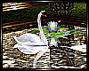 Belamos Swans