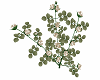 cinderella rose bush 2