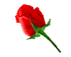 red rose