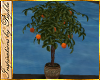 I~Vin*Orange Tree Plant