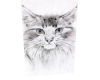 M, Art 41