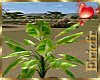 [Efr] Banana Plant