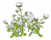 Large roses bush white