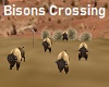 Bisons Crossing