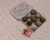 GP*SUCCULENT GIFT PLANTS