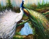 ~CB peacock picture 3