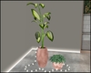 MV Plants