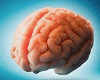 Brain M/F  Cervello