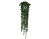 B| Hanging Ivy Plant