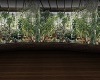 Plant Conservatory Room