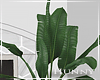 H. House Plant V2