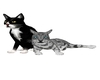 Kitten Cats Playing+Trig