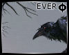 {EL} The Raven