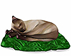 brown cat /green blanket