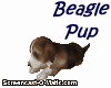 ! Beagle Puppy