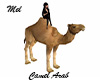 Camel Arab
