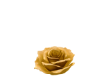 Single Gold Rose