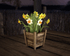 DAFFODILS