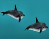Dolphins Animated 