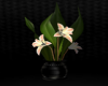 :YL:Divine flower