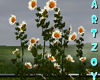 ! Daisies
