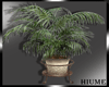 H* Plant
