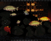 $| Pond Fishes