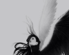 6v3| B&W Wings Cutout