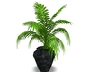 [HD] Palm Plant