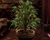 [kyh]little plant2 reflc