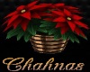 Cha`Holiday Poinsettia