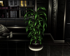 CITY CLUB POTTED PLANT