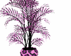 pink cheetah plant