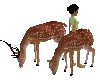 Skys Deer X2 Animated