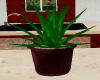Burg Aloe Vera Plant