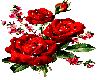 RED ROSES
