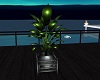 Deck Plant