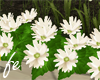 Fe>Flowers long White