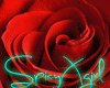 [SX]Valentine Rose Much