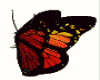 animated_butterfly{MA}