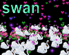 Swans effect