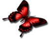 Red butterfly L