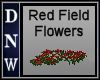 Red field flowers