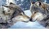 Kissing Wolfs Wall