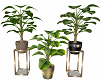 Elegance Trio Plants