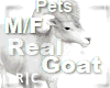 R|C Goat White M/F