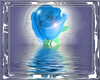 [Tazz]Blue water rose