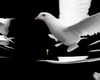 dj light  dove