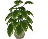 Exotic Potted Plant